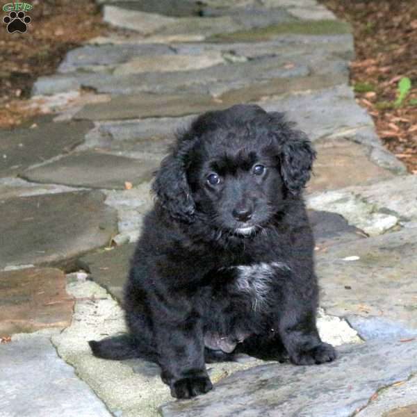 Cooper, Pomapoo Puppy