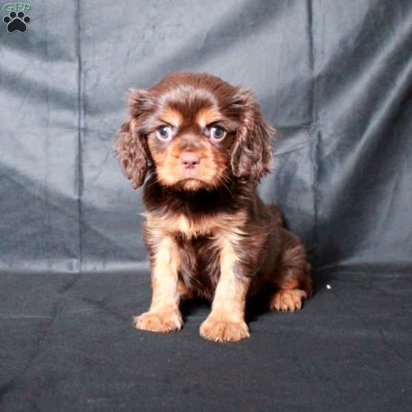 Cooper, Cavalier King Charles Spaniel Puppy