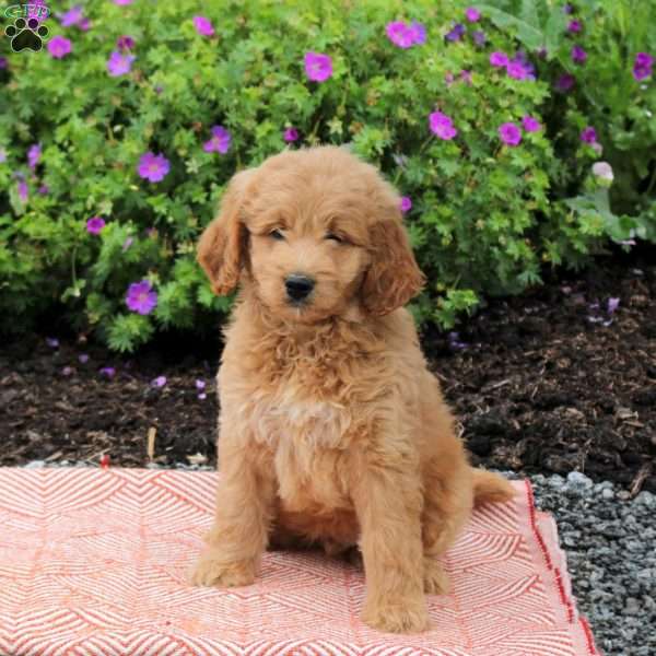 Cooper, Mini Goldendoodle Puppy