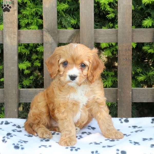 Cooper, Cavapoo Puppy