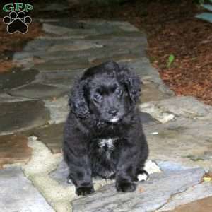 Cooper, Pomapoo Puppy