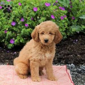 Cooper, Mini Goldendoodle Puppy