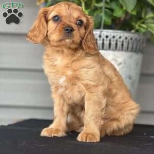 Cooper, Cavapoo Puppy