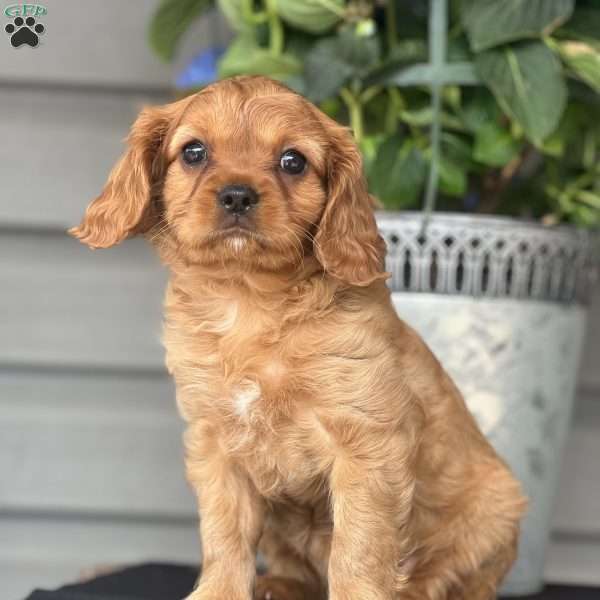 Cooper, Cavapoo Puppy