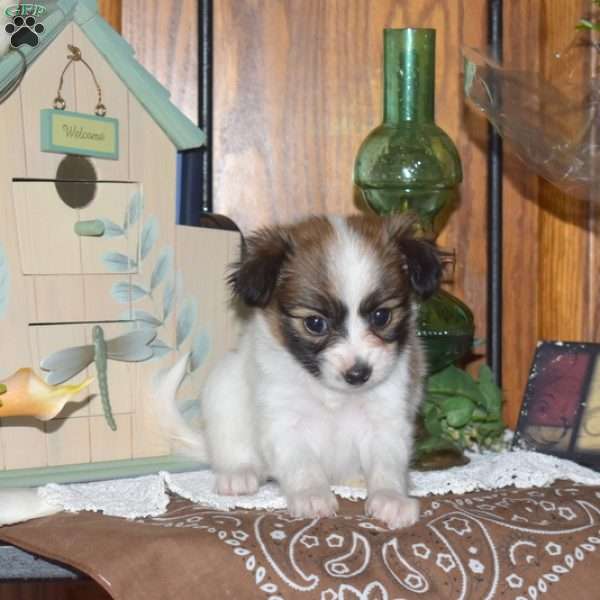 Cora Belle, Papillon Puppy