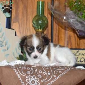 Cora Belle, Papillon Puppy