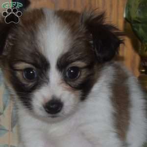 Cora Belle, Papillon Puppy