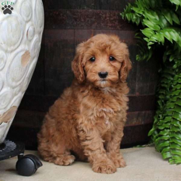 Cordelia, Mini Goldendoodle Puppy