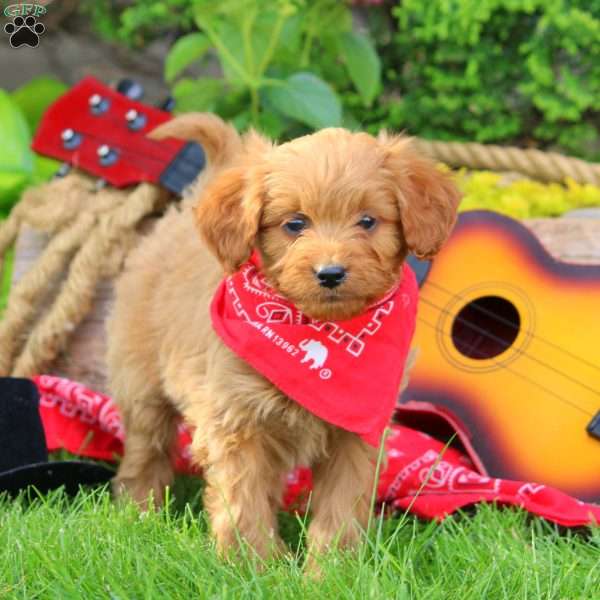 Cowboy, Mini Goldendoodle Puppy