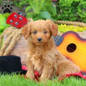 Cowboy, Mini Goldendoodle Puppy