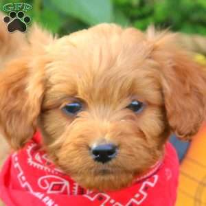 Cowboy, Mini Goldendoodle Puppy