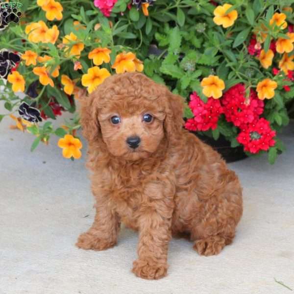 Cream, Miniature Poodle Puppy