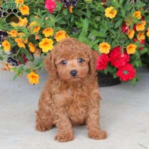 Cream, Miniature Poodle Puppy
