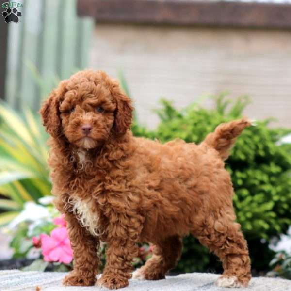 Crissy, Miniature Poodle Puppy