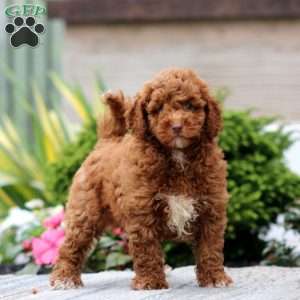 Crissy, Miniature Poodle Puppy