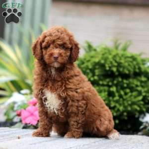 Crissy, Miniature Poodle Puppy