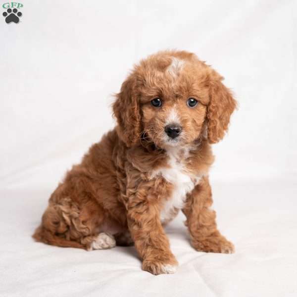Cristie, Cavapoo Puppy