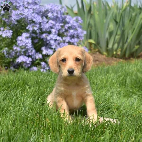 Crouton, Dachshund Mix Puppy