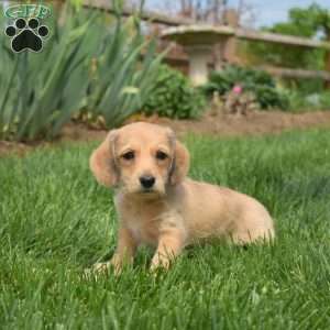 Crouton, Dachshund Mix Puppy