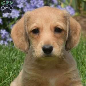 Crouton, Dachshund Mix Puppy