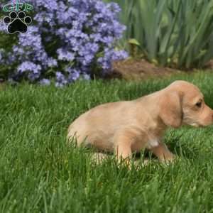 Crouton, Dachshund Mix Puppy