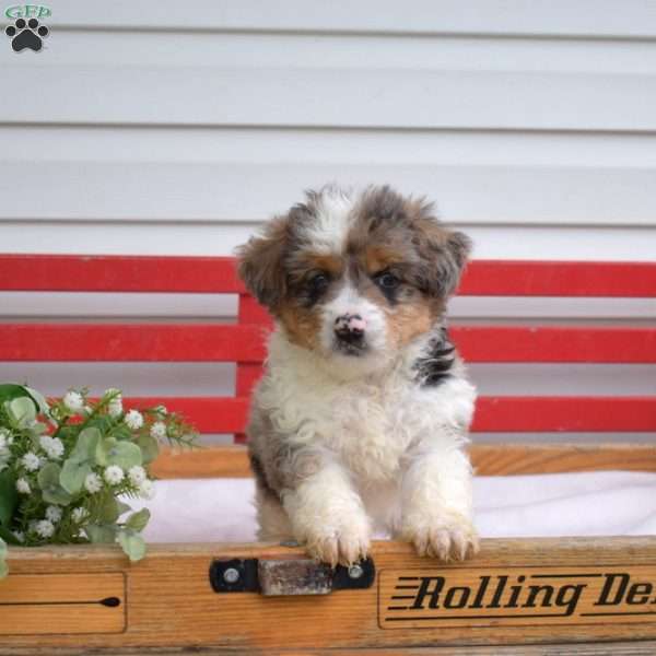 Crystal, Mini Bernedoodle Puppy