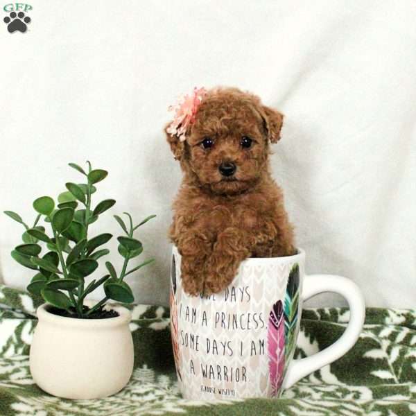 Cuddles, Toy Poodle Puppy