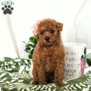 Cuddles, Toy Poodle Puppy