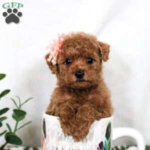 Cuddles, Toy Poodle Puppy