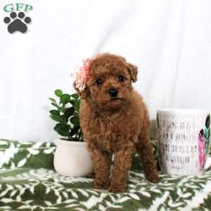 Cuddles, Toy Poodle Puppy
