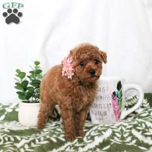 Cuddles, Toy Poodle Puppy