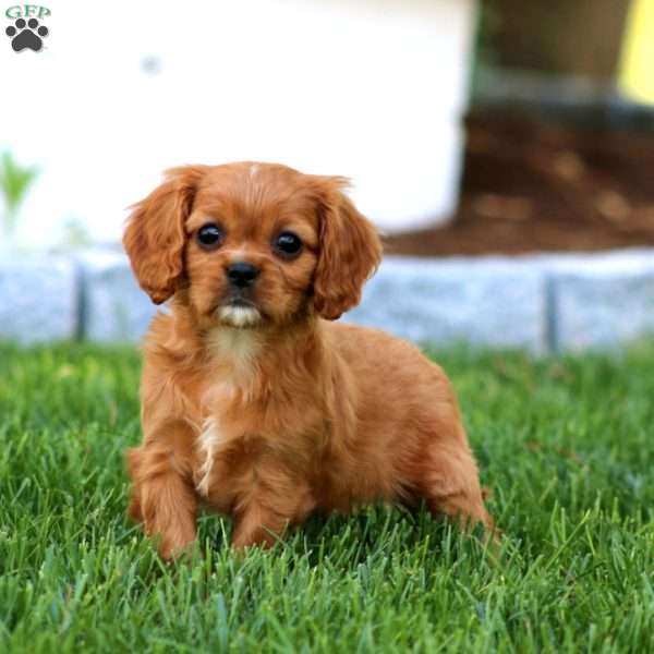 Cupcake, Cavalier King Charles Spaniel Puppy
