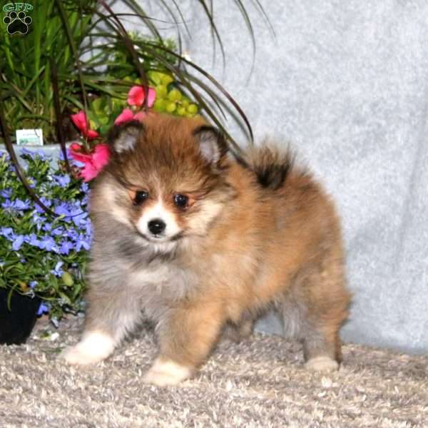 Cutie, Pomeranian Puppy