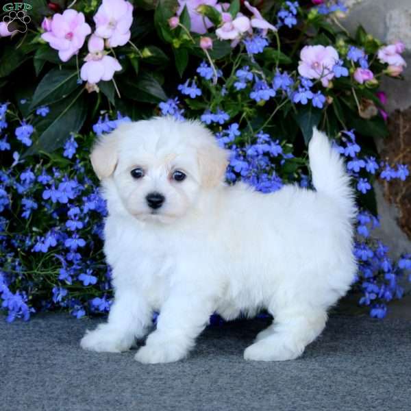 Cutie, Bichon Frise Puppy