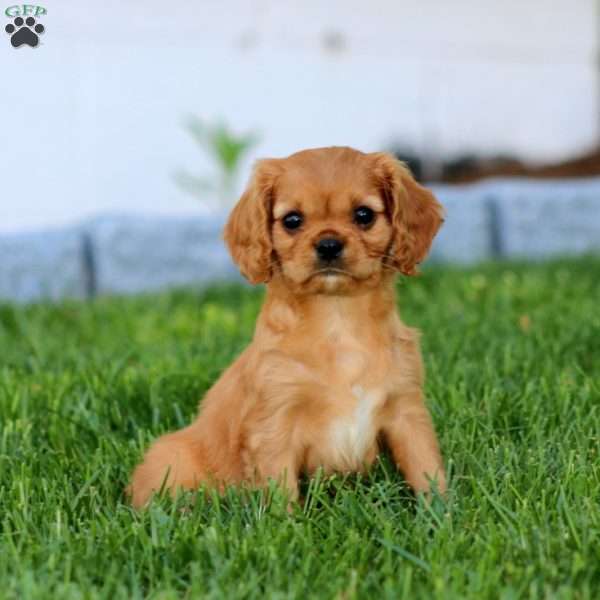 Cutie, Cavalier King Charles Spaniel Puppy