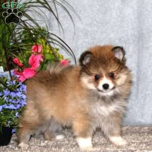 Cutie, Pomeranian Puppy