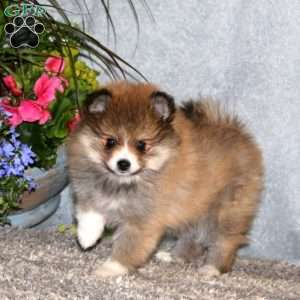 Cutie, Pomeranian Puppy