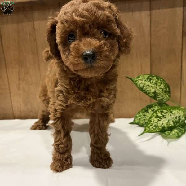 Primrose, Toy Poodle Puppy
