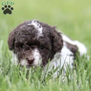 Hayes, Toy Poodle Puppy