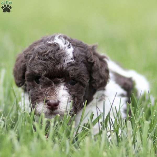 Hayes, Toy Poodle Puppy