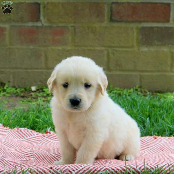 Dixie, Golden Retriever Puppy