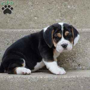 Sophia, Beabull Puppy