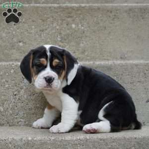 Sophia, Beabull Puppy