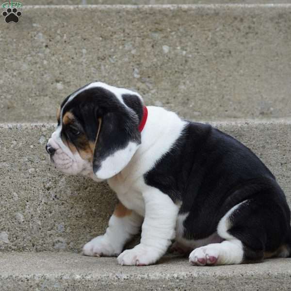 Sophia, Beabull Puppy