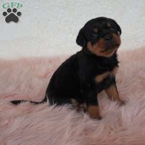 Luna, Rottweiler Puppy