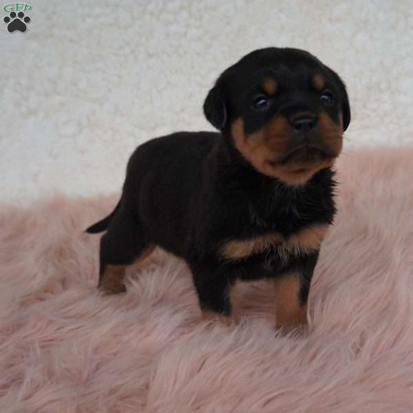 Luna, Rottweiler Puppy