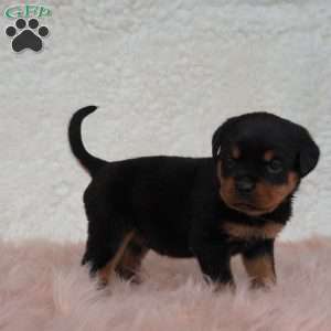 Luna, Rottweiler Puppy