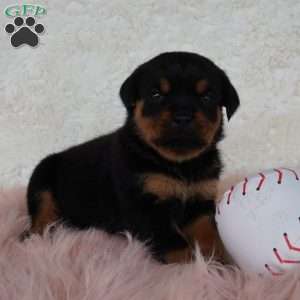 Raven, Rottweiler Puppy