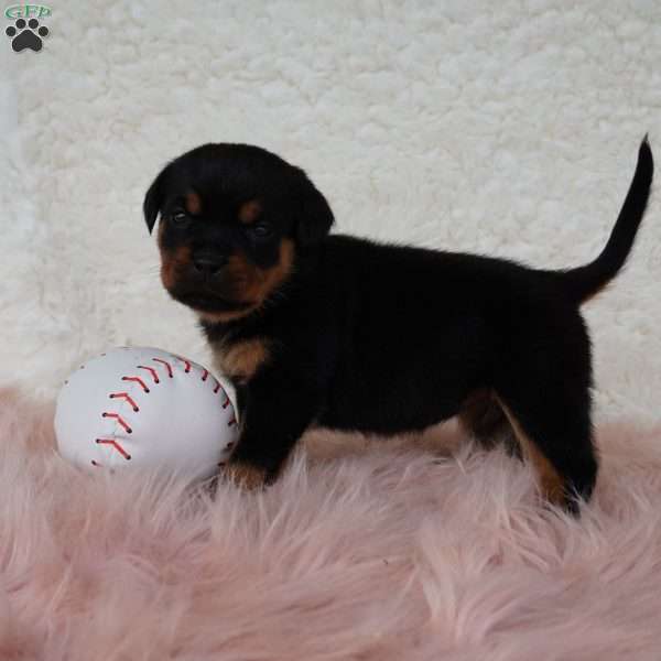 Raven, Rottweiler Puppy