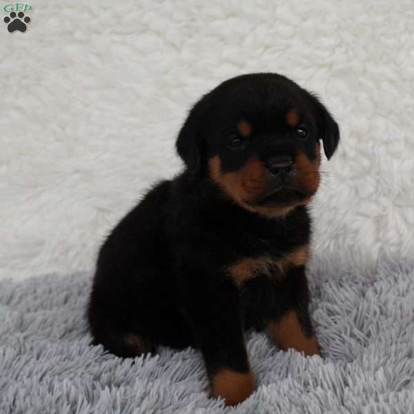 Axel, Rottweiler Puppy